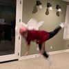 maddicks13