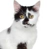 spottedcat