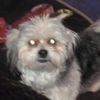 tristans_username