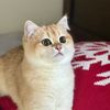 goldenkittynala