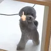phanngocchicuong