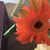 fofoh5rose