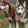 huskylover5104