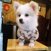 lancute255