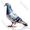 pigeon4111