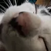 neroooxml