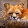 tiredfox1