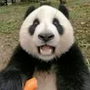 swagfagguette