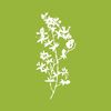 siphondrawapothecary