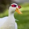 duck_without_paw