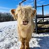 OtistheHighlandCow