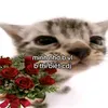bannlamm_