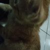 adoy7dk