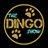 thedingoshow