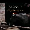 usan.gondal
