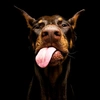 doberman7887