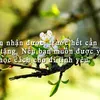vunhattoan
