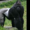 bigpapa_9000