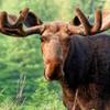 mongolianmoose