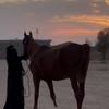 ﮼🐎نوال ﮼الفـهـد🐎