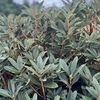 chaya1390