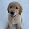 Cooper
