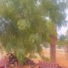amfesll05