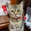 mai_anhh2