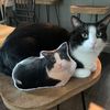 catloverceline