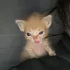 murkosha