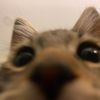 toadlycute22