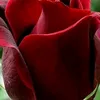 omzaid62