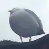 thiccest_seagull
