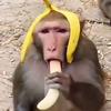 elmonkey64