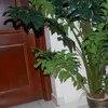 anonym29922929_82
