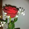 rosyred.0000