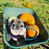 pumpkinthepug21