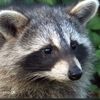 raccoon00005