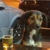 chivastekleyendog
