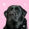 Poppi the English Lab 🐾