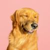 Toot Toot the Golden Retriever