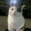raiphan_