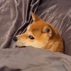 springdaytruce