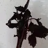 auyragjkk