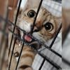 trixie_015