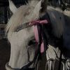 🐎''