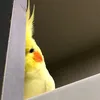 mistake_kuuun