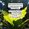 ummu_alar