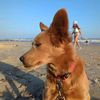ipetthatdog