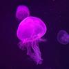 the_two_jellyfish